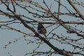 Lark Sparrow 2016-02-13_1